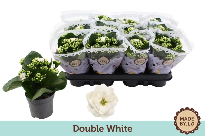 <h4>Kalanchoë Double White</h4>