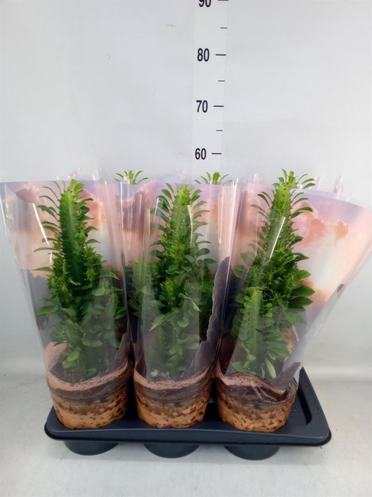 <h4>Euphorbia trigona</h4>