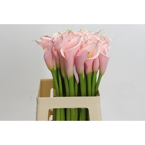 Zantedeschia Eydolls Pink