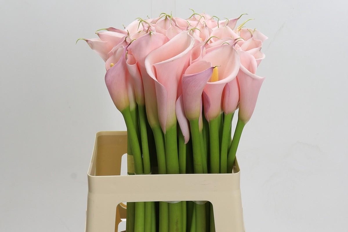 <h4>Zantedeschia Eydolls Pink</h4>