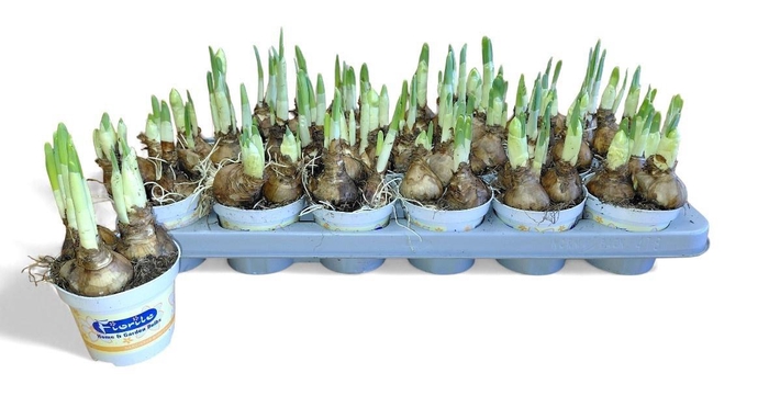 <h4>NARC D BRIDAL CROWN</h4>