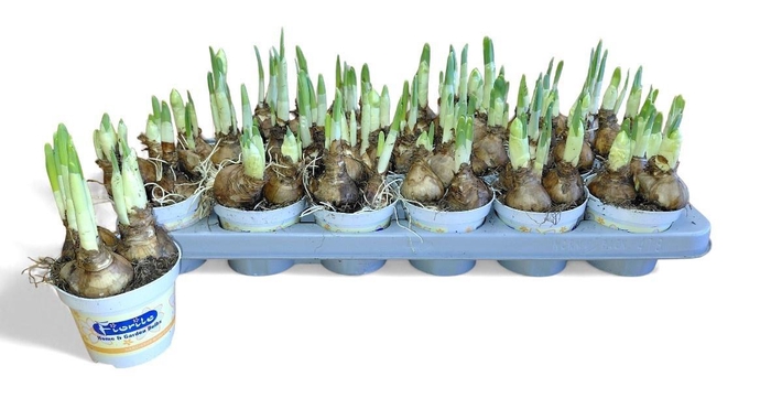 <h4>NARC D BRIDAL CROWN</h4>