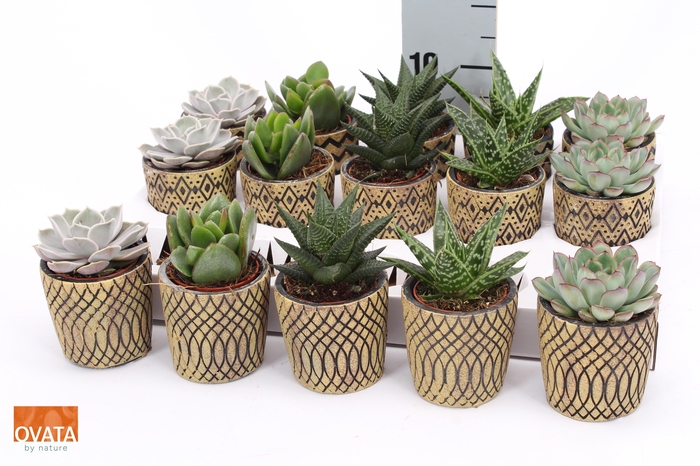 <h4>SUCC GEM 5 SRT</h4>