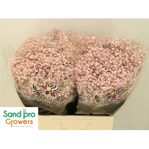 Gyps Klb Pink