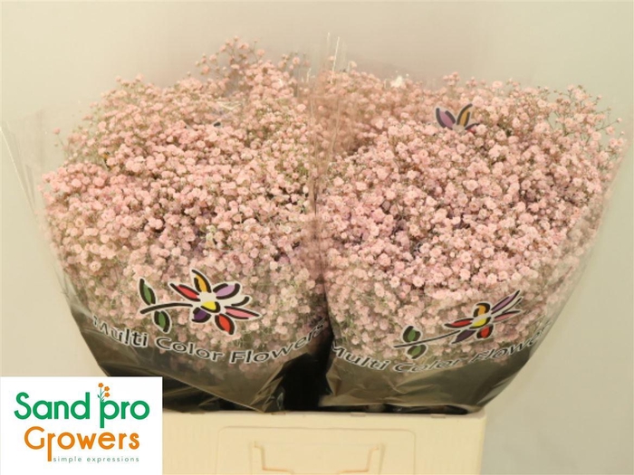 <h4>Gyps Klb Light Pink</h4>