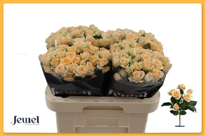 <h4>Rosa spray trinity</h4>