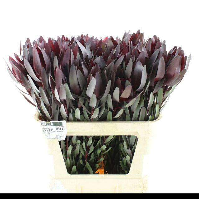 <h4>LEUCAD SAF SUNSET</h4>