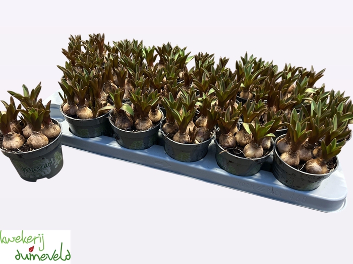 <h4>MUSCAR WHITE SPEAR</h4>