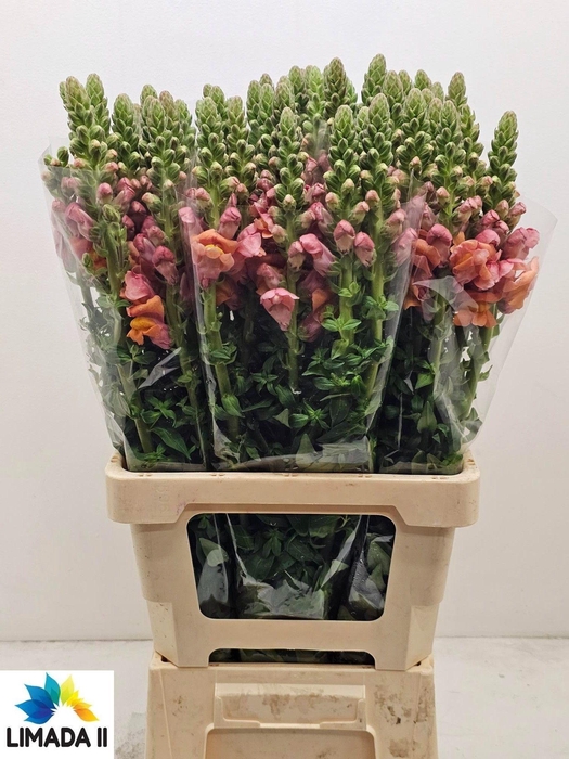 <h4>ANTIR POTO D ORANGE</h4>