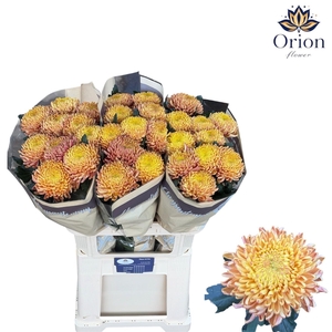 CHRYSANTHEMUM GR 'BIGOUDI BRONZE'