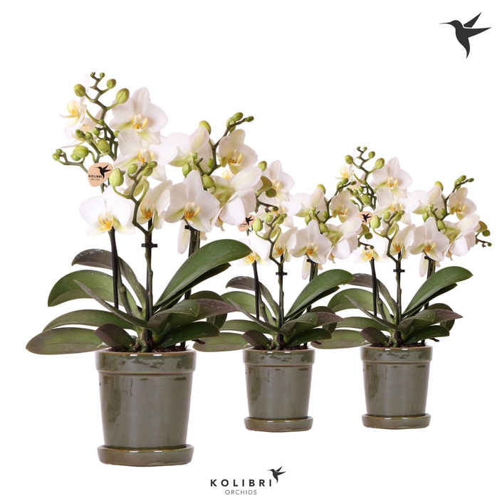 <h4>Kolibri Orchids Phalaenopsis Lausanne 3 spike in Flower pot green</h4>