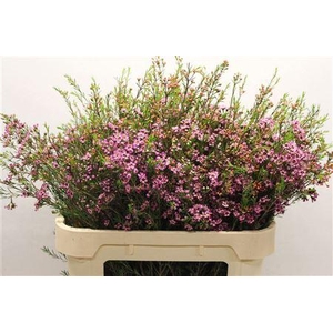 CHAME UN PURPLE PRID