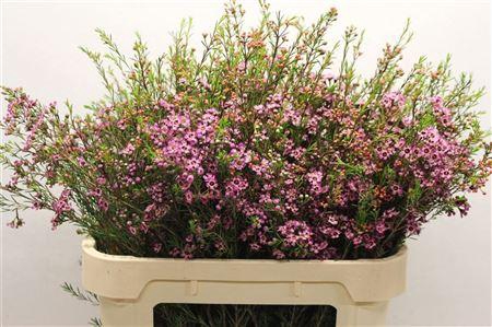 <h4>CHAME UN PURPLE PRID</h4>