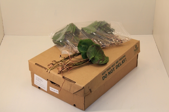 <h4>GALAX SUPER</h4>