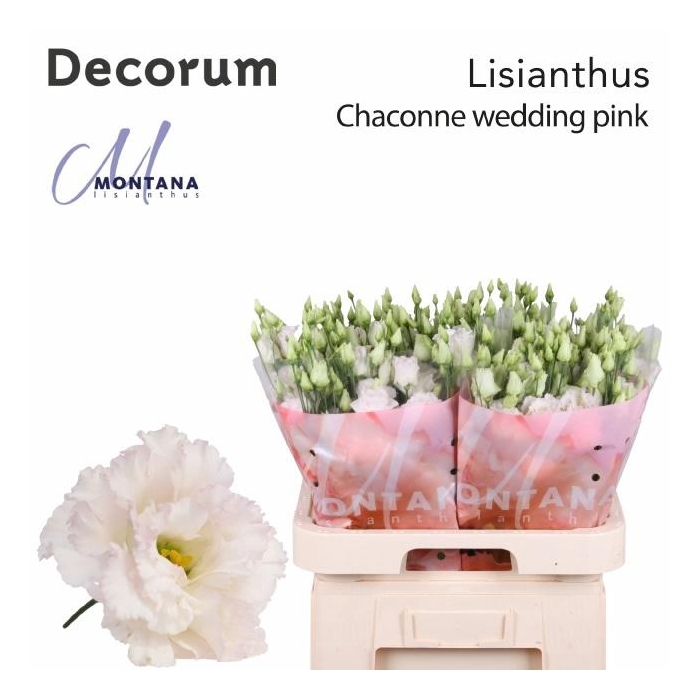 <h4>Eus G Chac Wed Pink</h4>