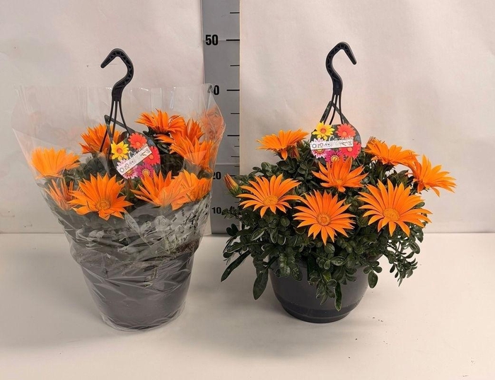 <h4>GAZ R DEEP ORANGE</h4>