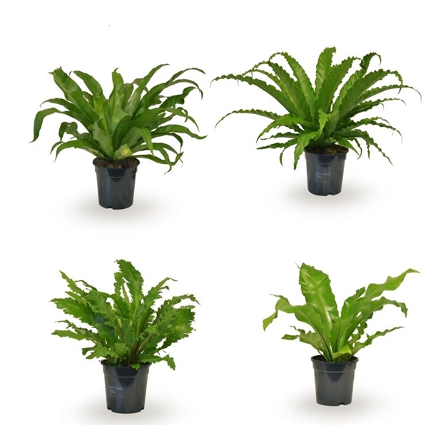 <h4>Asplenium gemengd</h4>