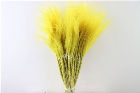 <h4>Dried Stypha Penata Yellow Bunch</h4>