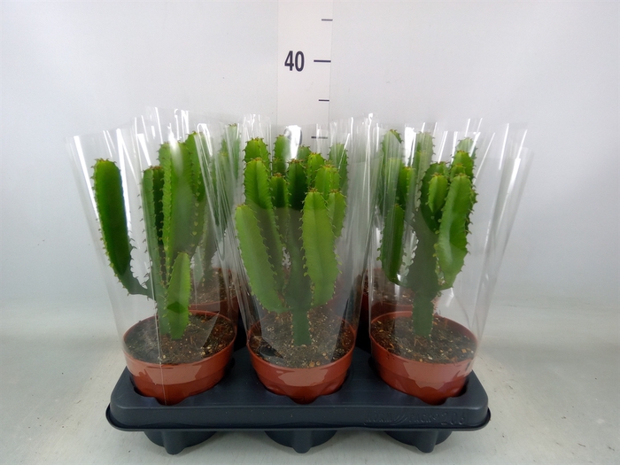 <h4>Euphorbia   ...</h4>