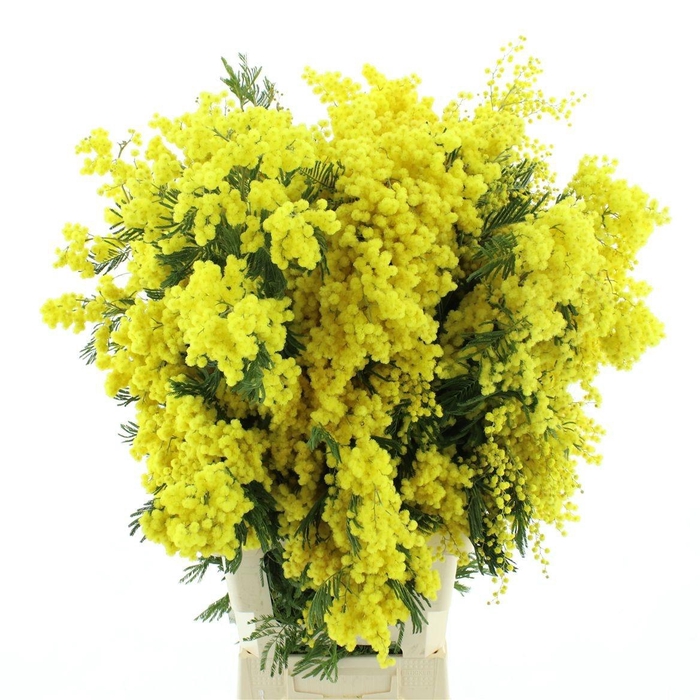 <h4>ACACIA GR RETINODES</h4>