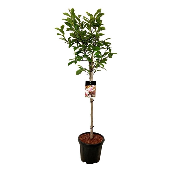 <h4>Magnolia soulangeana</h4>