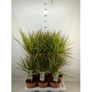 Dracaena marg. 'Sunray'