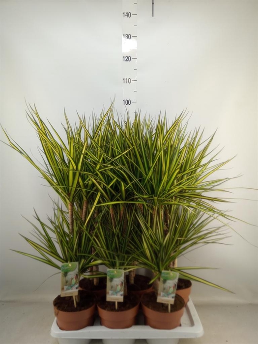 <h4>Dracaena marg. 'Sunray'</h4>