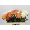 Dahlia Gemengd in fust