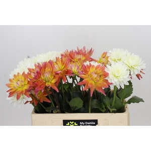 Dahlia Gemengd in fust