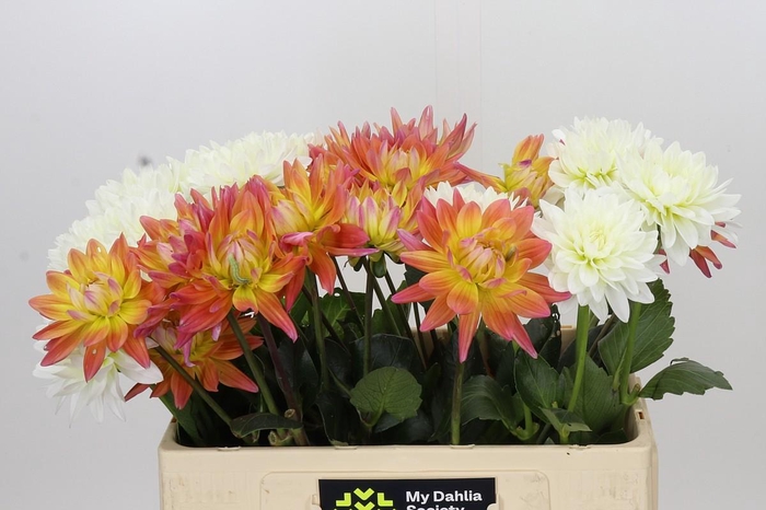 <h4>Dahlia Gemengd in fust</h4>