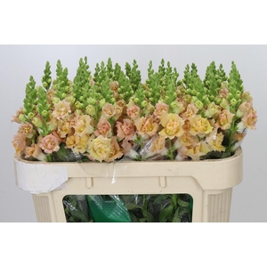 Antirrhinum Holly Double Champagne