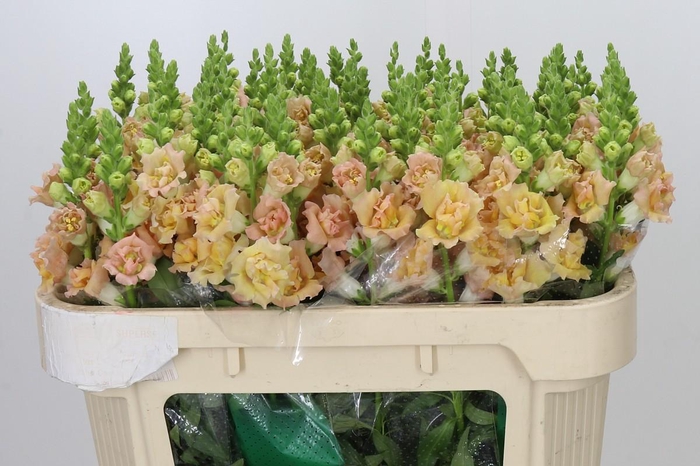 <h4>Antirrhinum Holly Double Champagne</h4>