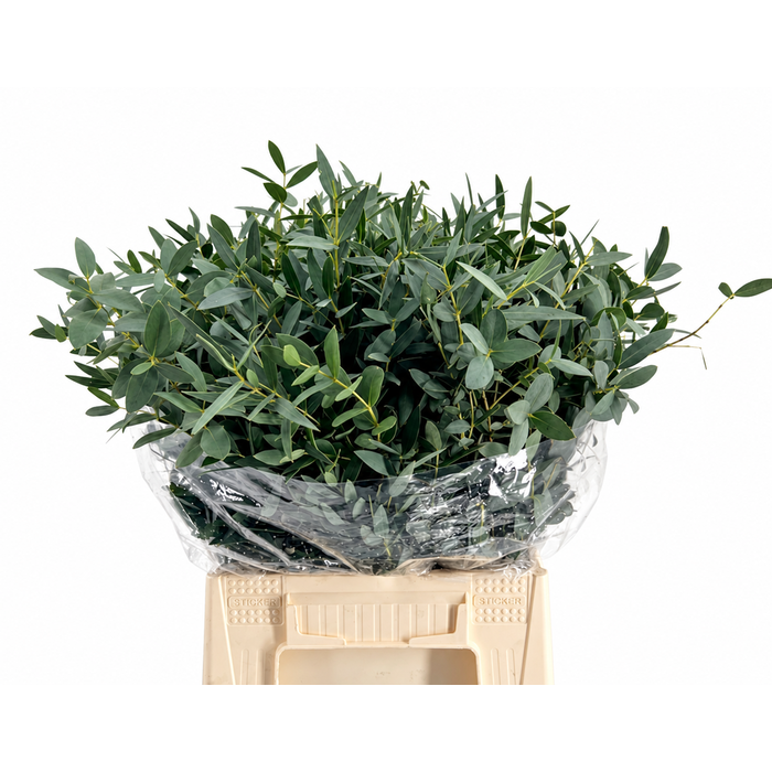 <h4>EUC. PARVIFOLIA KORT</h4>