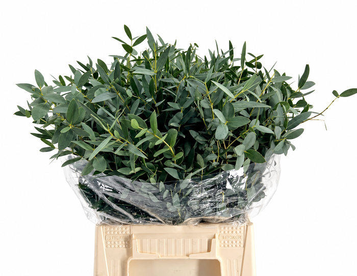 EUC. PARVIFOLIA KORT