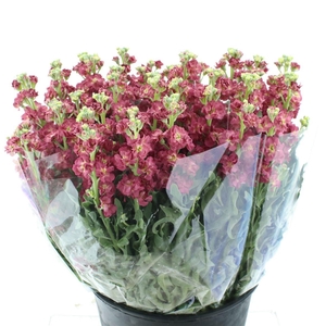 Matth Incana Iron Antique Rose