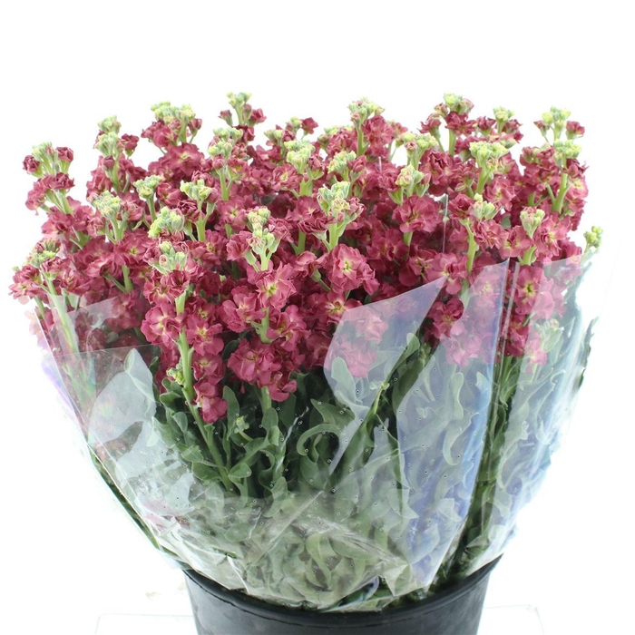 <h4>Matth Incana Iron Antique Rose</h4>