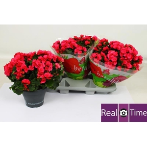 BEG EN BETULIA PINK