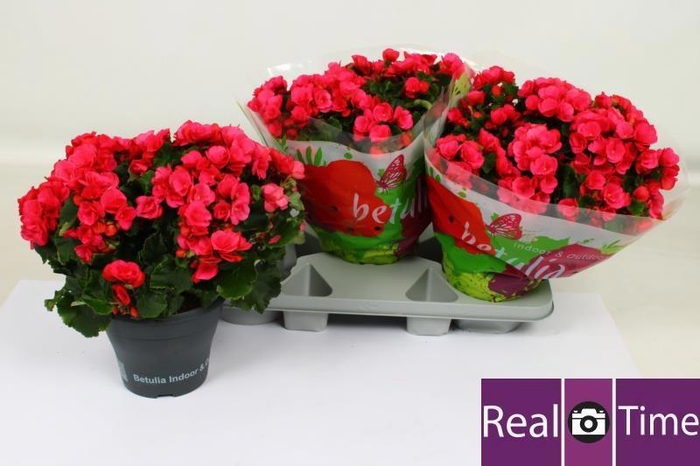 <h4>BEG EN BETULIA PINK</h4>
