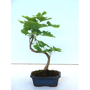 Ginkgo biloba shape