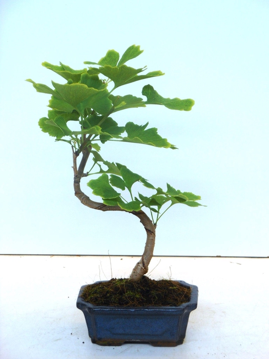 <h4>Ginkgo biloba shape</h4>