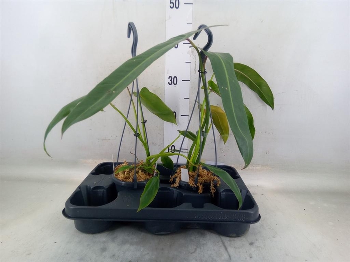 <h4>Philodendron   ...</h4>