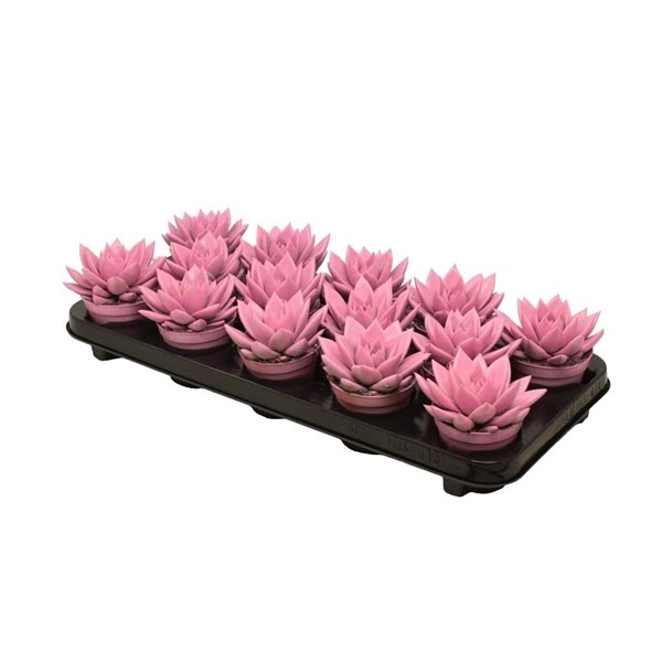 <h4>Echeveria coloured Pink</h4>