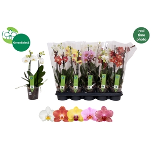 PHAL GEM