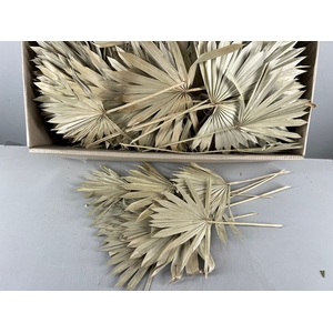 DF Palm Sun Medium Natural LOS