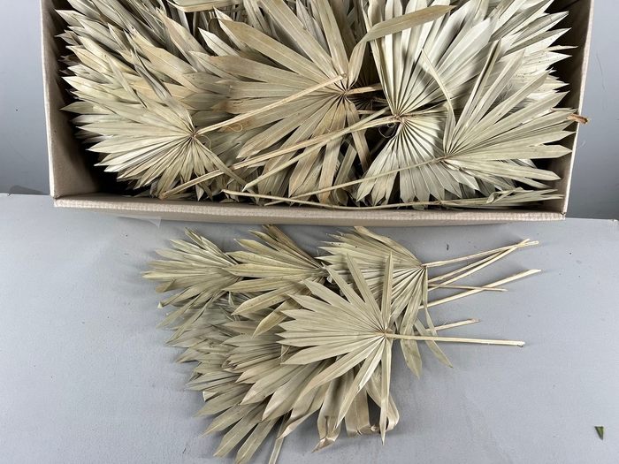 <h4>DF Palm Sun Medium Natural LOS</h4>