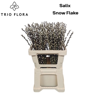 SALIX CA SNOW FLAKE