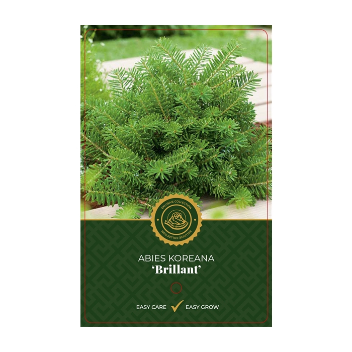 <h4>Abies k. 'Brillant'</h4>