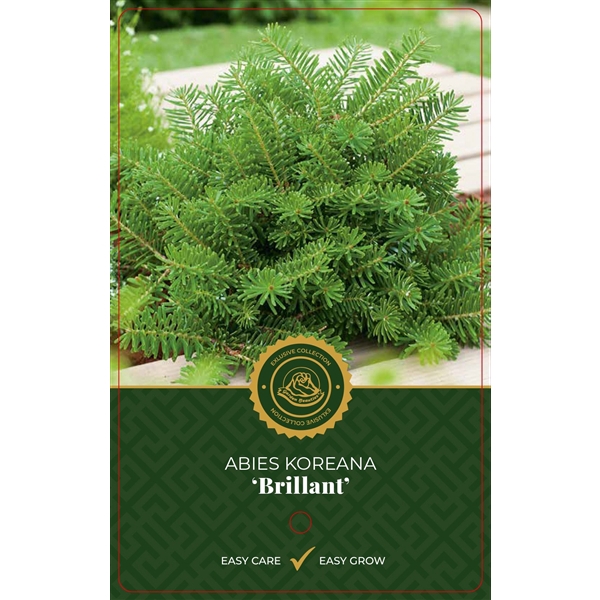 Abies k. 'Brillant'