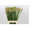Nerine Vesta K