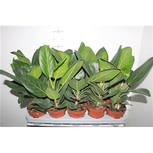 Ficus Beng Audrey